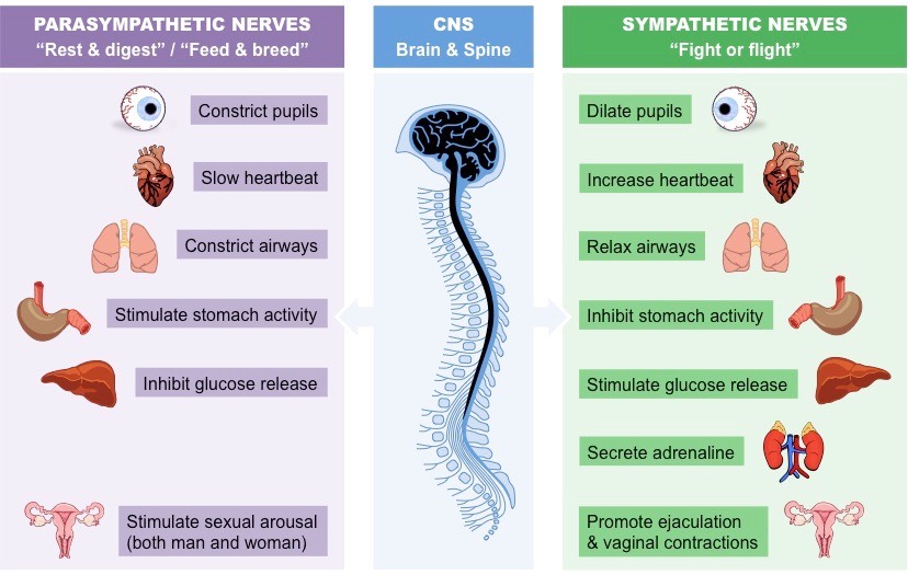 autonomic-nervous-system